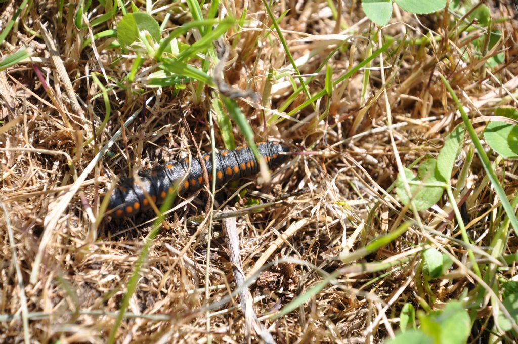 Bruco di...Cucullia lucifuga  (Noctuidae)