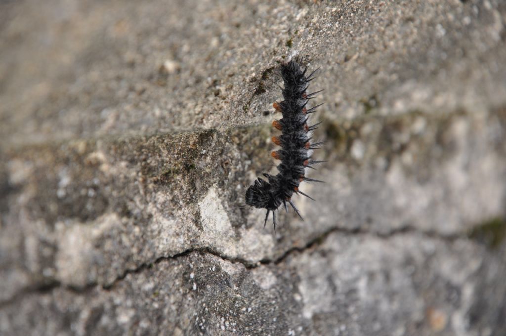 Bruco di ... Nymphalis antiopa