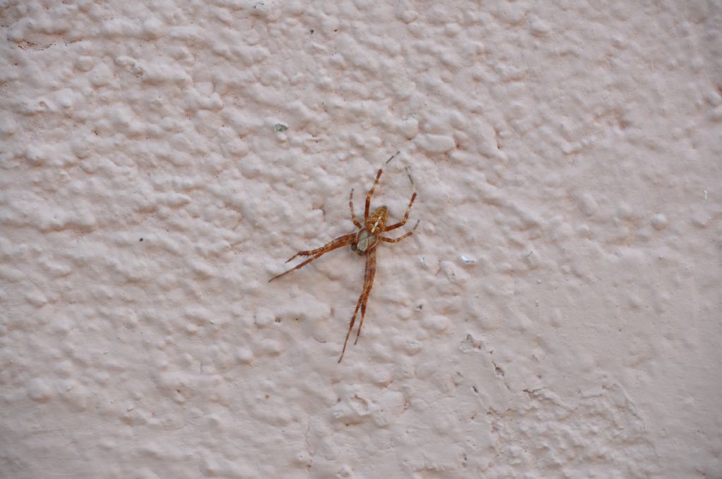 Araneus diadematus, maschio - Trivigno (SO)