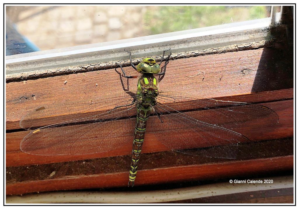 Libellula da id: Aeshna cyanea