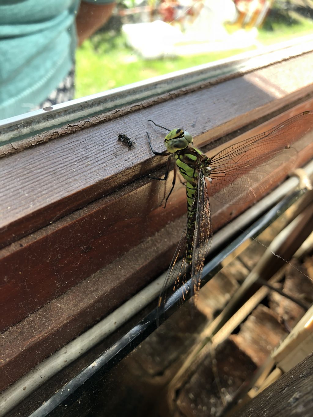 Libellula da id: Aeshna cyanea