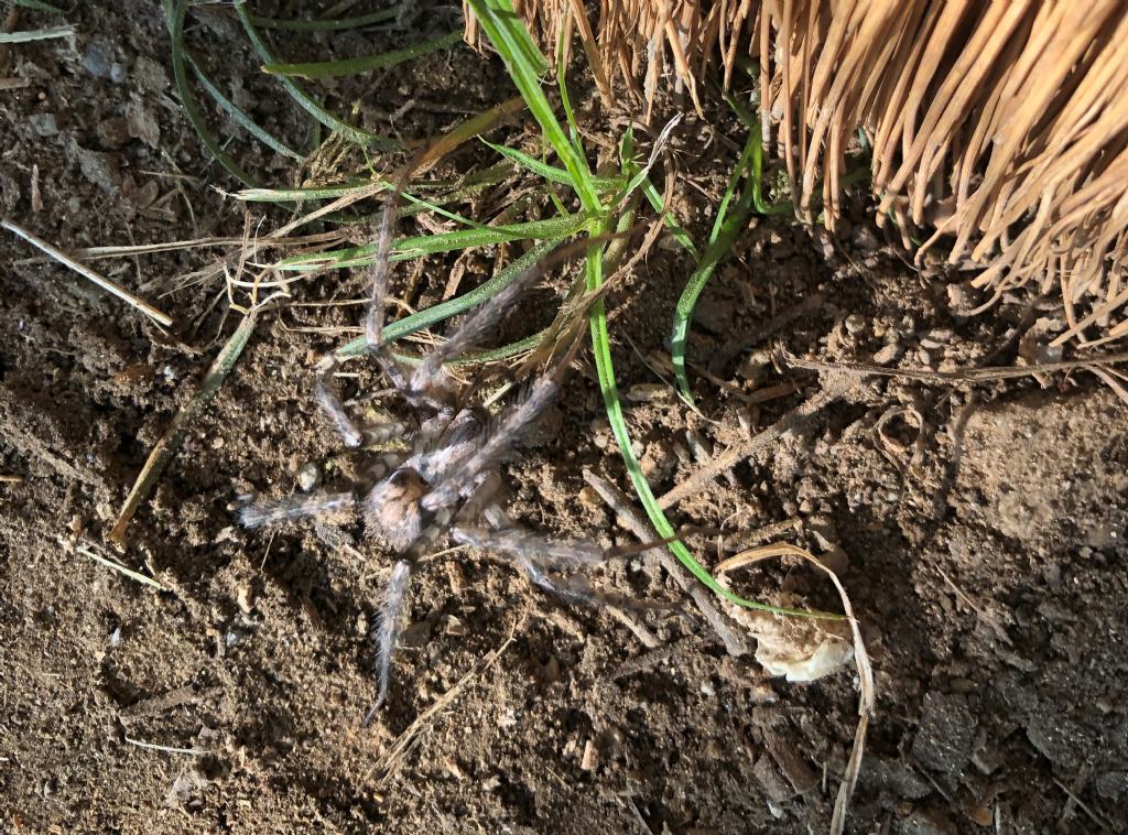 Tegenaria sp. - Tirano (SO)