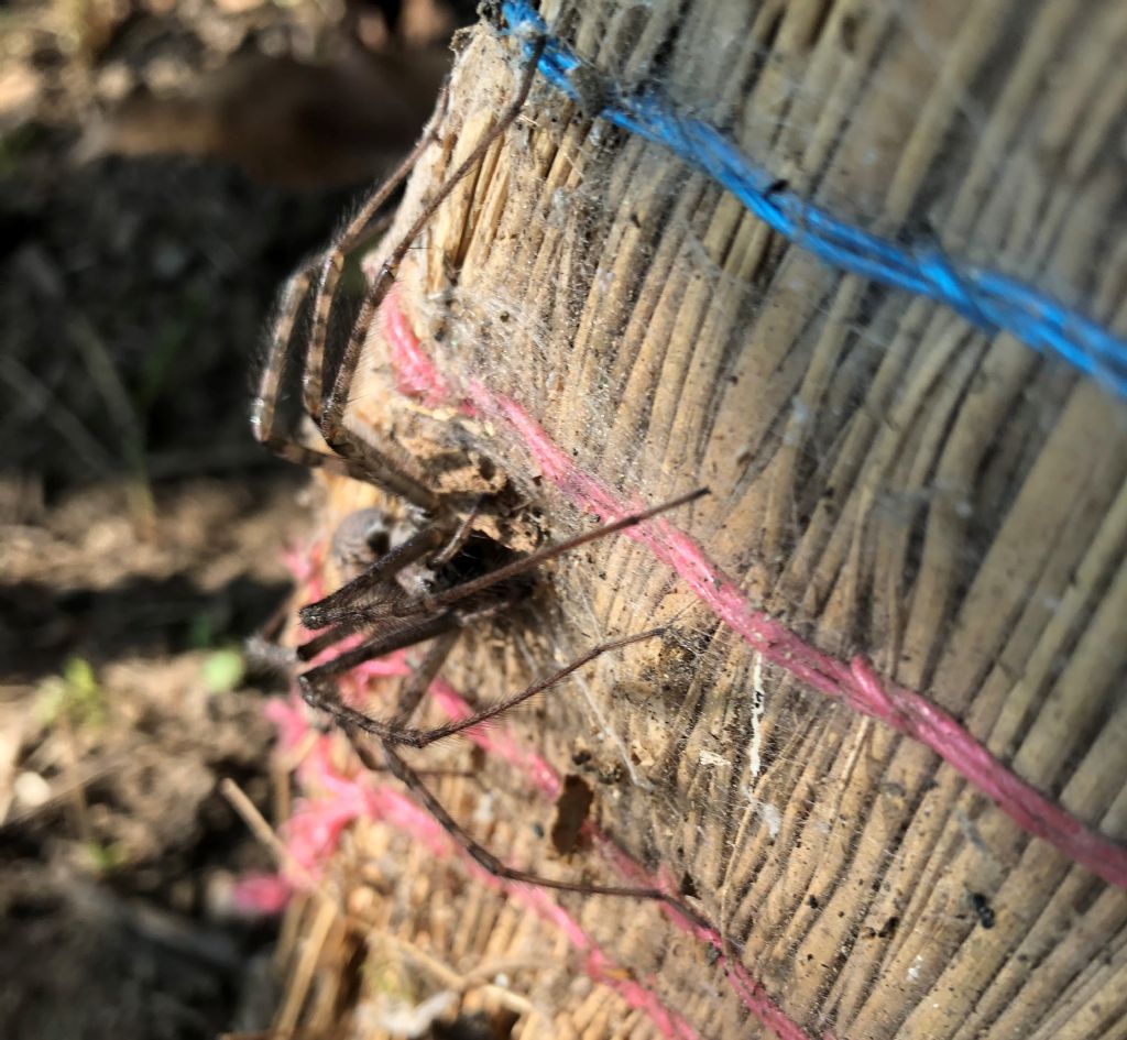 Tegenaria sp. - Tirano (SO)