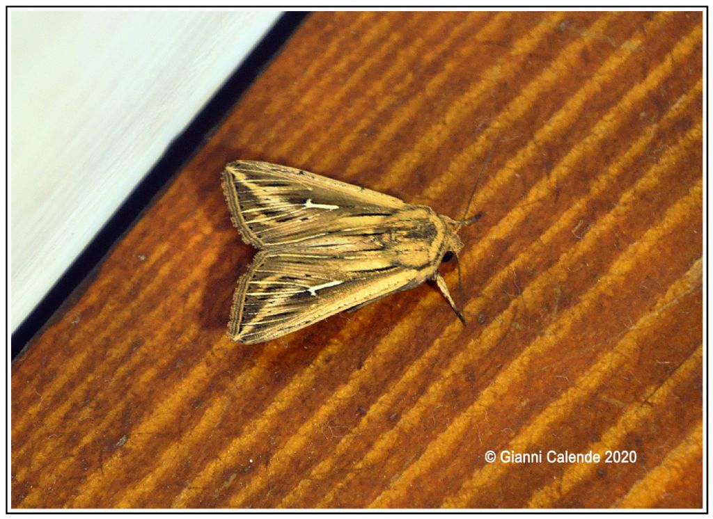 Mythimna (Hyphilare) l-album  .   Noctuidae