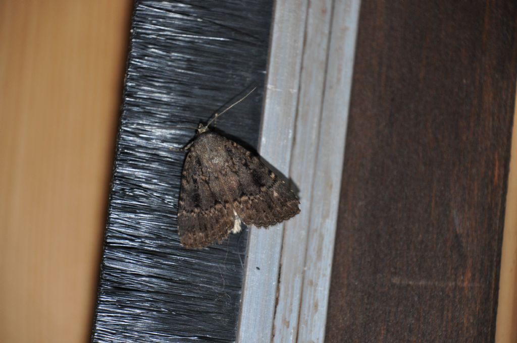 Amphipyra pyramidea - Noctuidae