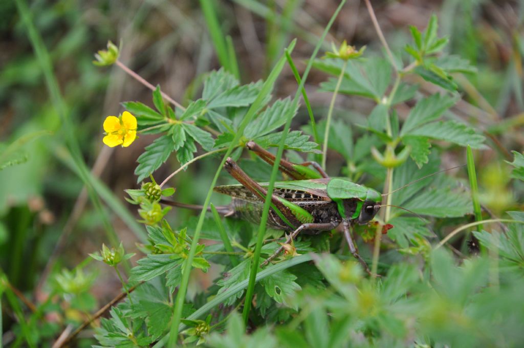 Decticus verrucivorus, femmina