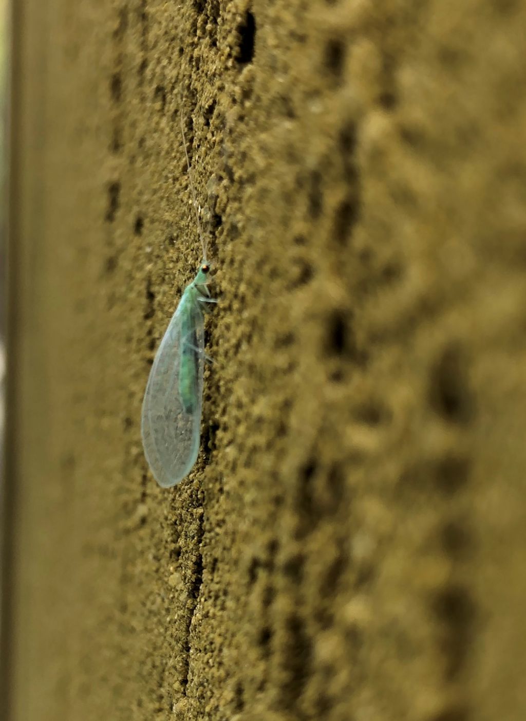 Chrysopidae da id.