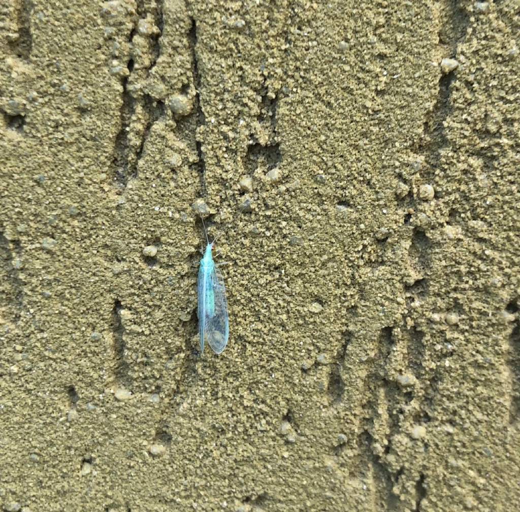 Chrysopidae da id.