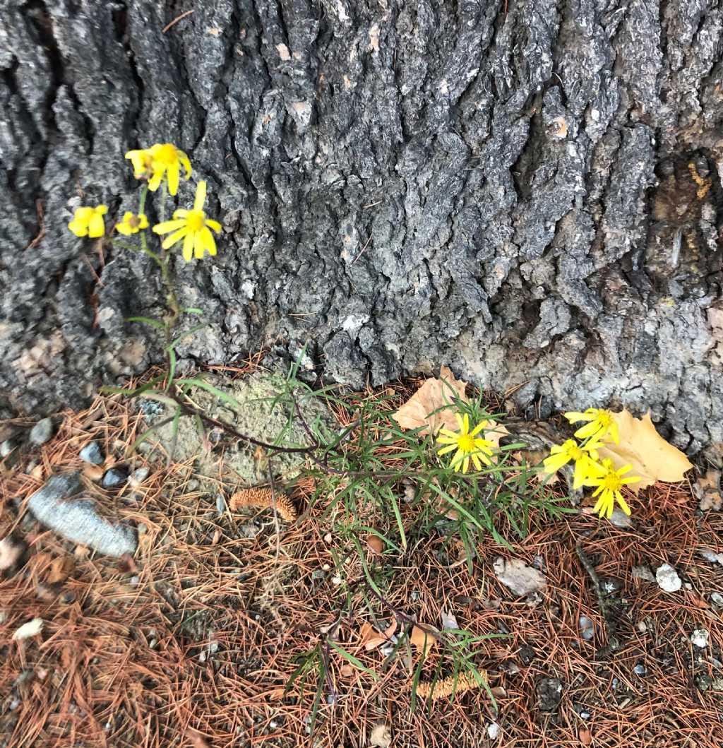 Asteraceae: Senecio inaequidens