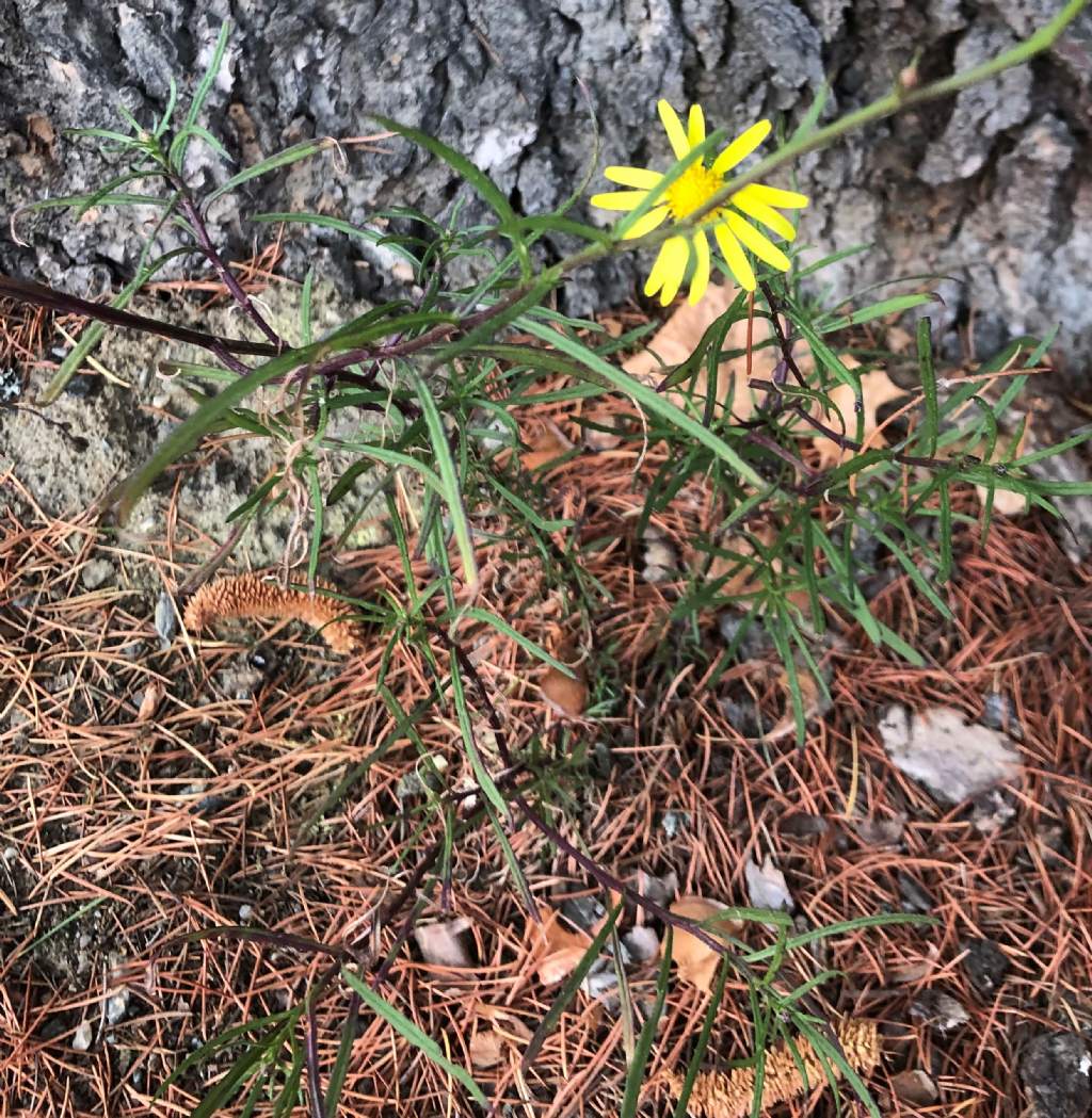 Asteraceae: Senecio inaequidens