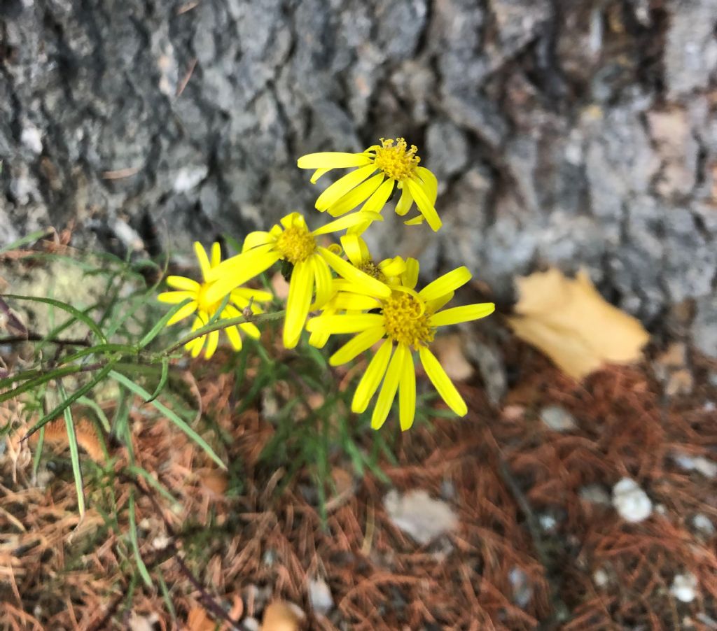 Asteraceae: Senecio inaequidens