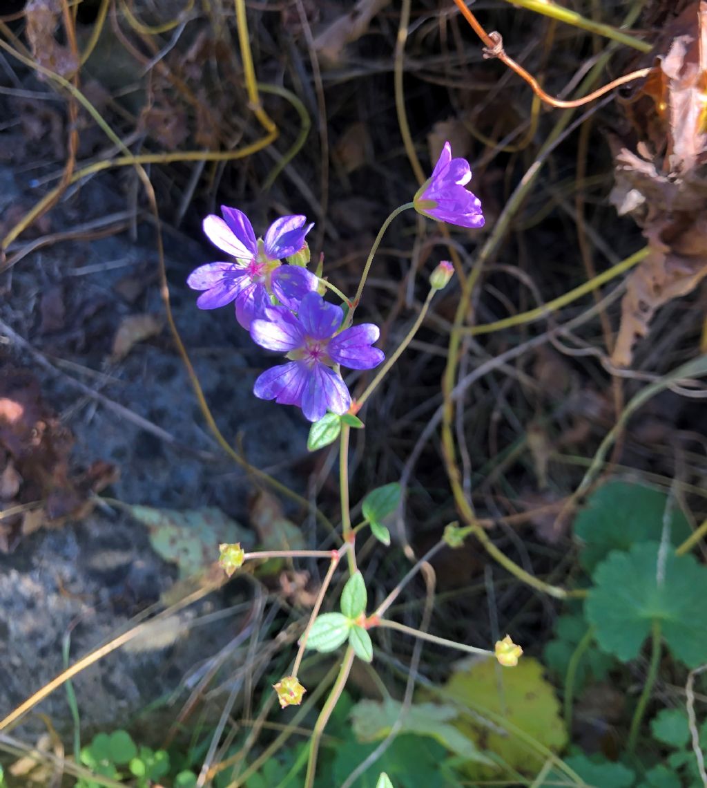 Geranium ... nodosum