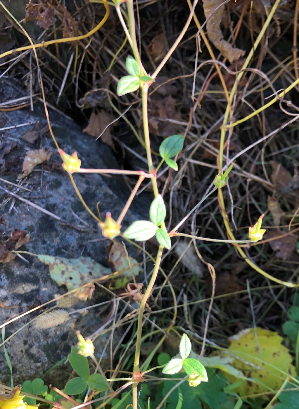 Geranium ... nodosum