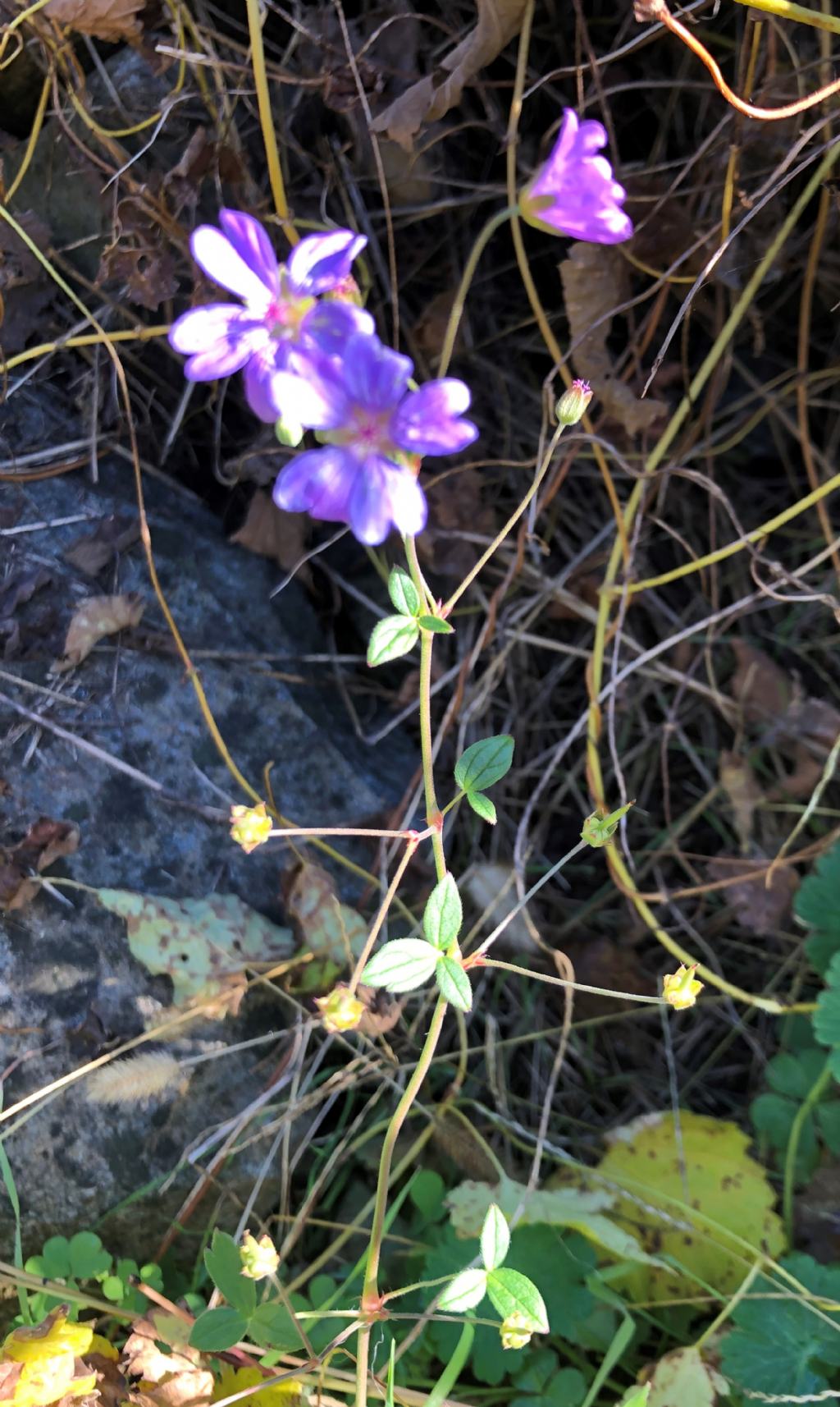 Geranium ... nodosum