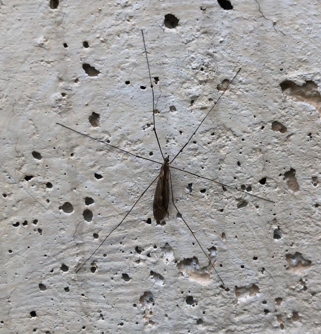 Tipula da Id