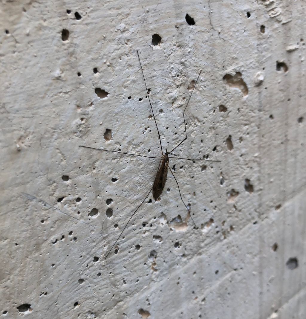 Tipula da Id