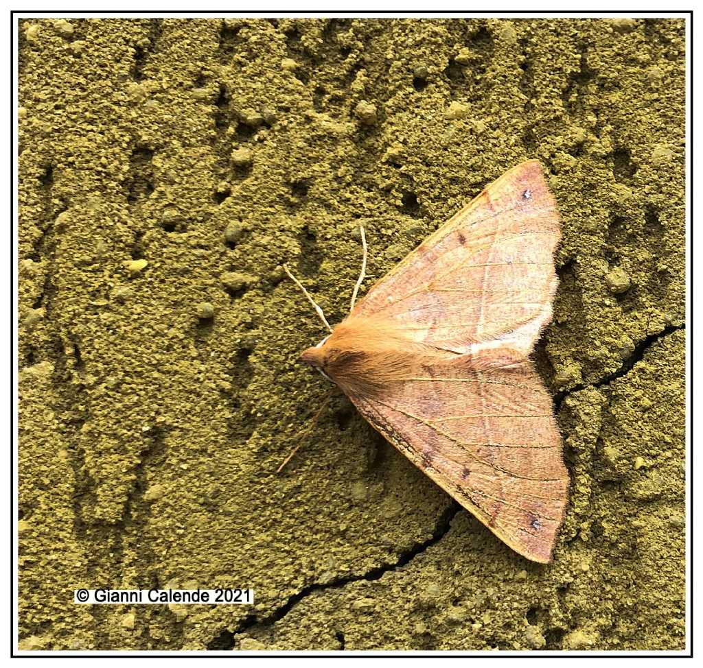 Colotois pennaria (Geometridae)