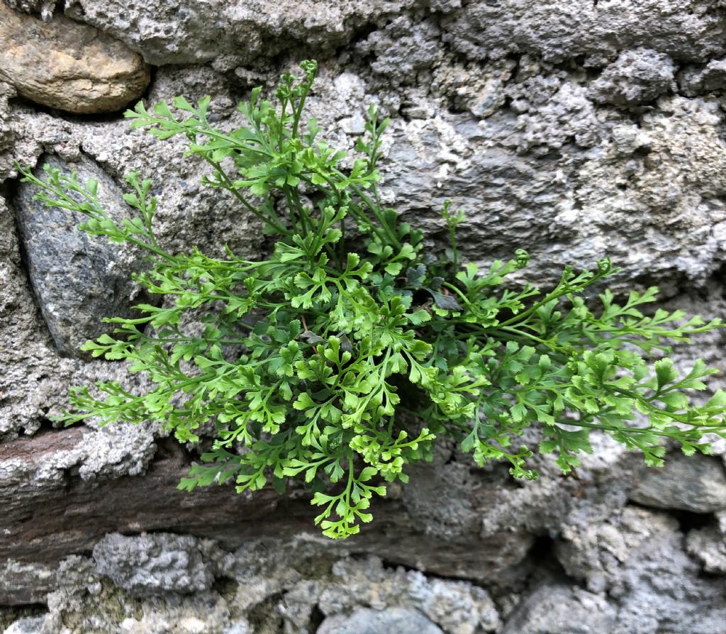 Asplenium x alternifolium ?