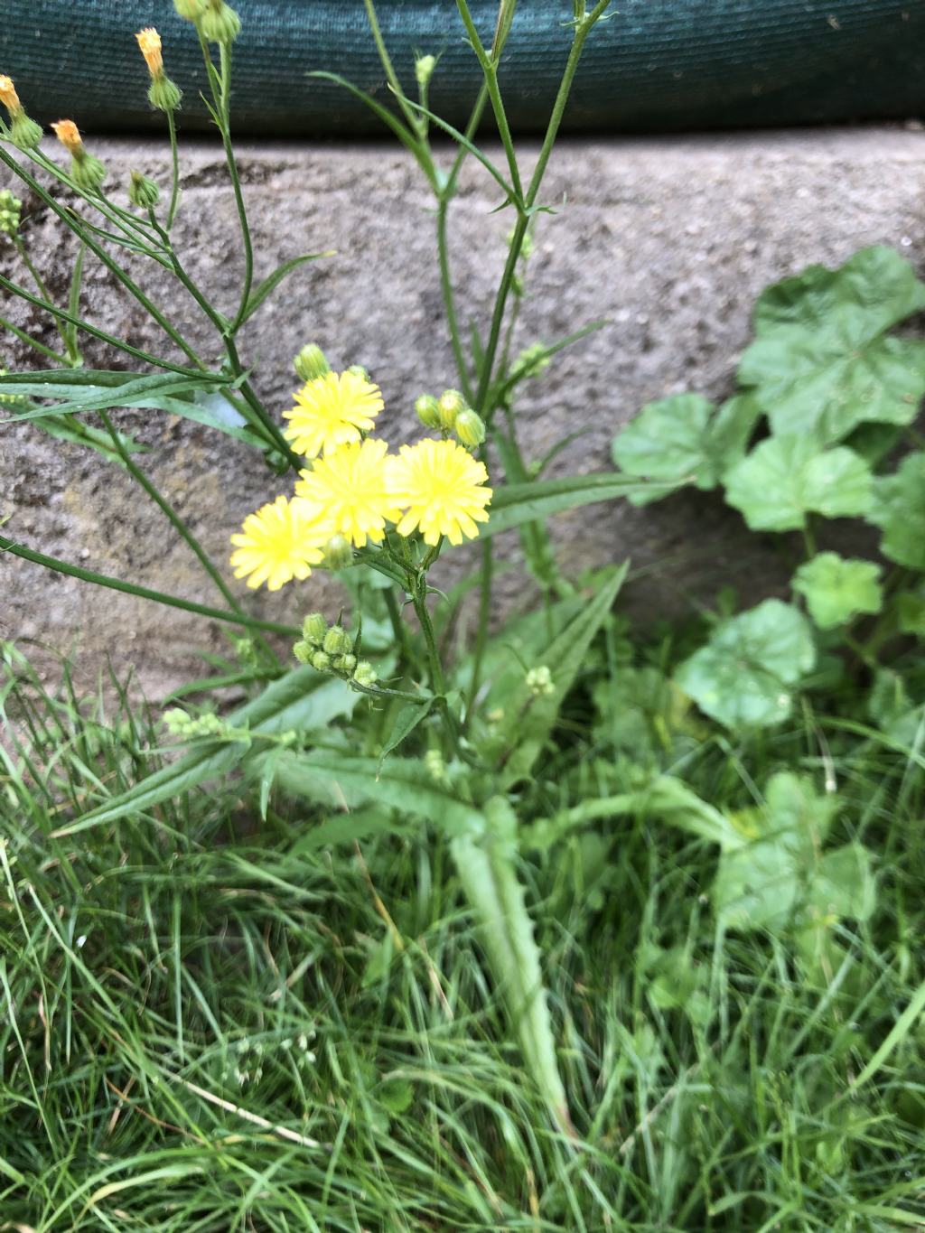 Crepis da id