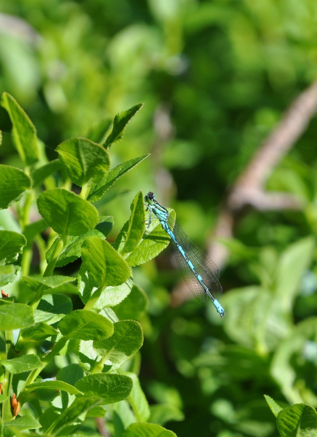 Coenagrionidae: Enallagma cyathigerum ♂? no, Coenagrion hastulatum ♂