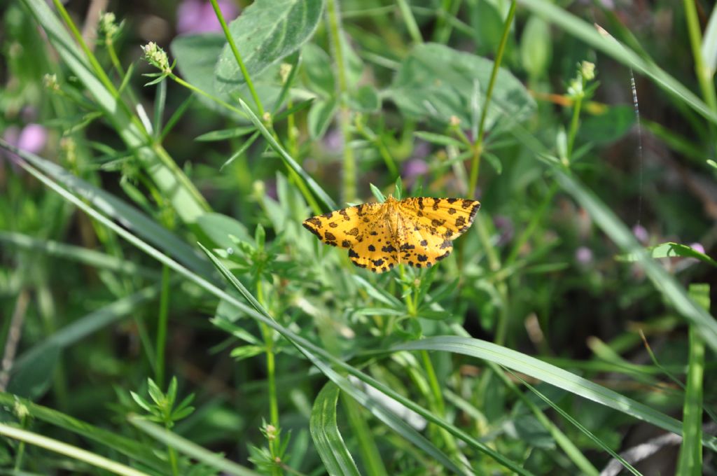 Pseudopanthera macularia (Geometridae)