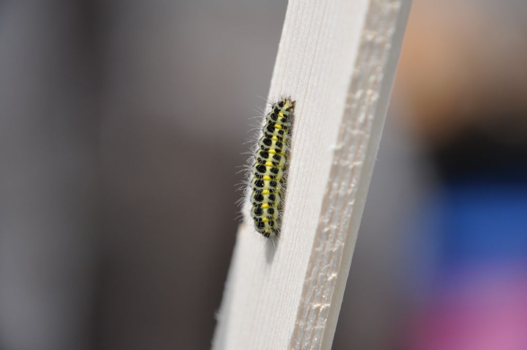 Bruco di Zigenidae da determinare