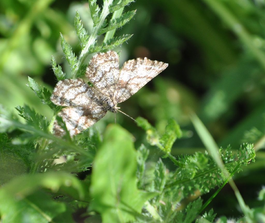 Ematurga atomaria (Geometridae)