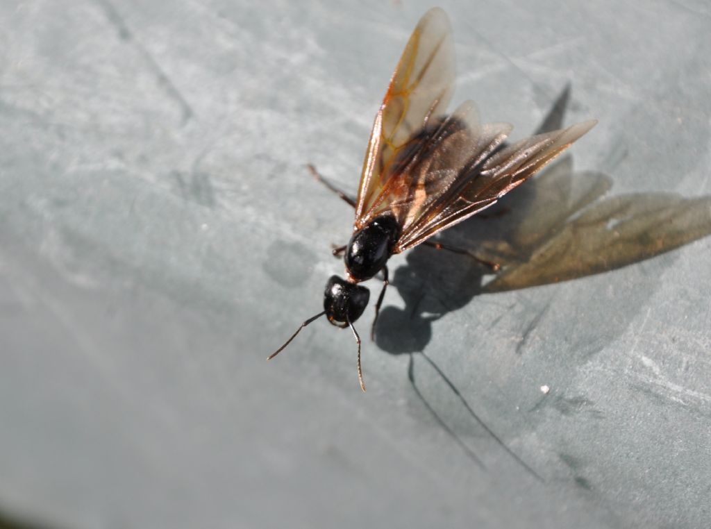 Grossa Formica alata: femmina di Camponotus sp.