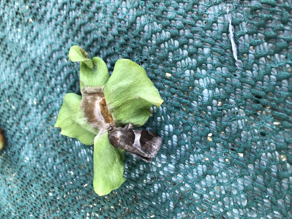 Falena da Id