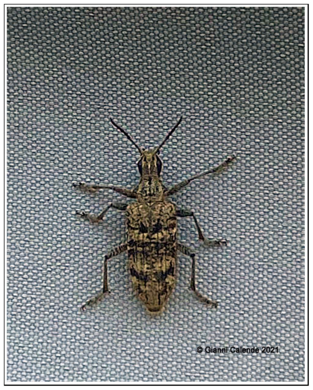 Cerambycidae: Rhagium inquisitor, femmina