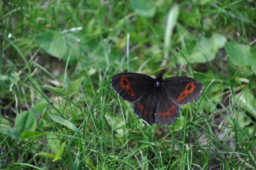 Erebia da id