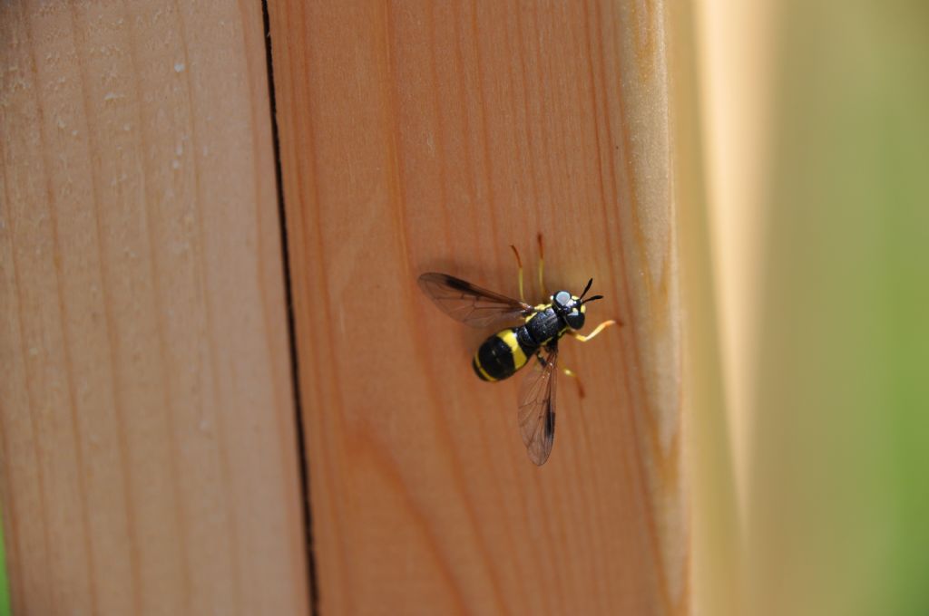 Syrphidae: Chrysotoxum bicinctum