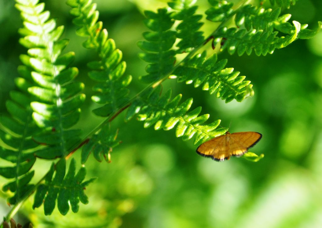 Idaea aureolaria (Geometridae)