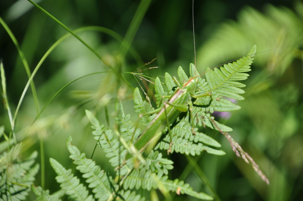 Tettigonia viridissima