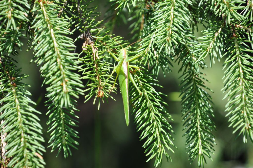 Tettigonia viridissima