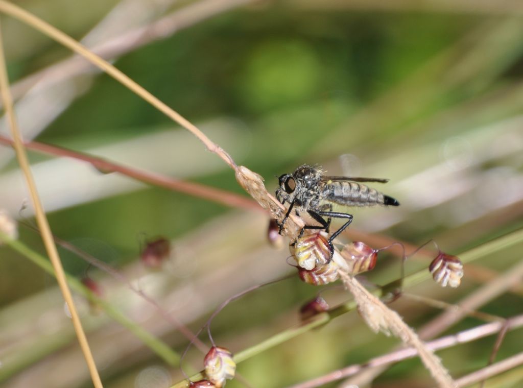 Asilidae Asilinae Asilini sp., femmina