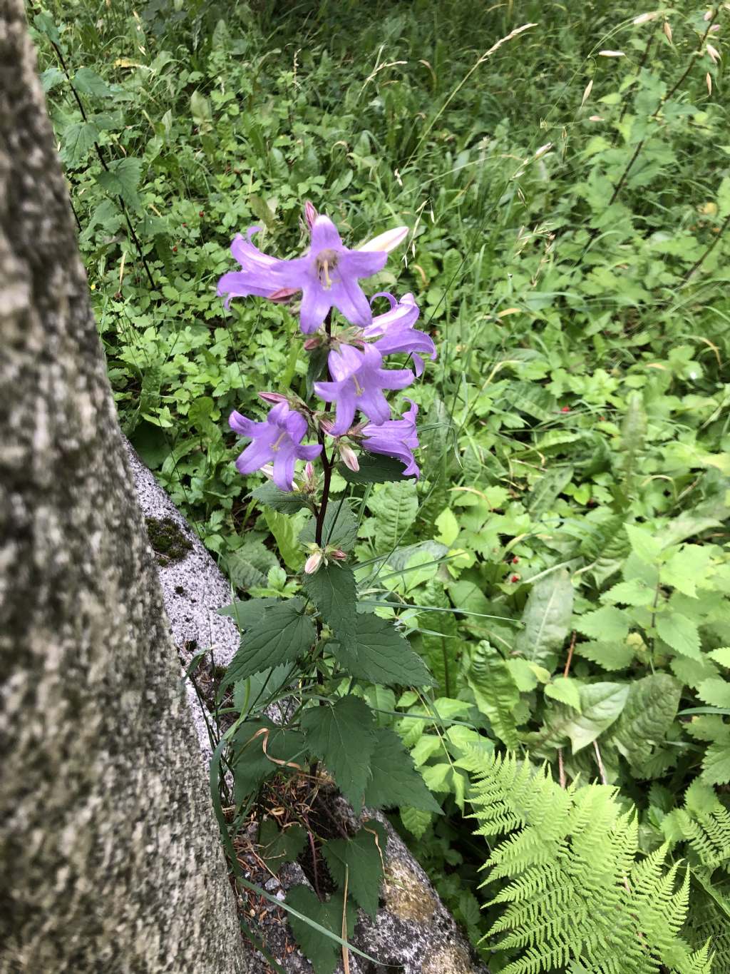 Campanula da id.: Campanula trachelium