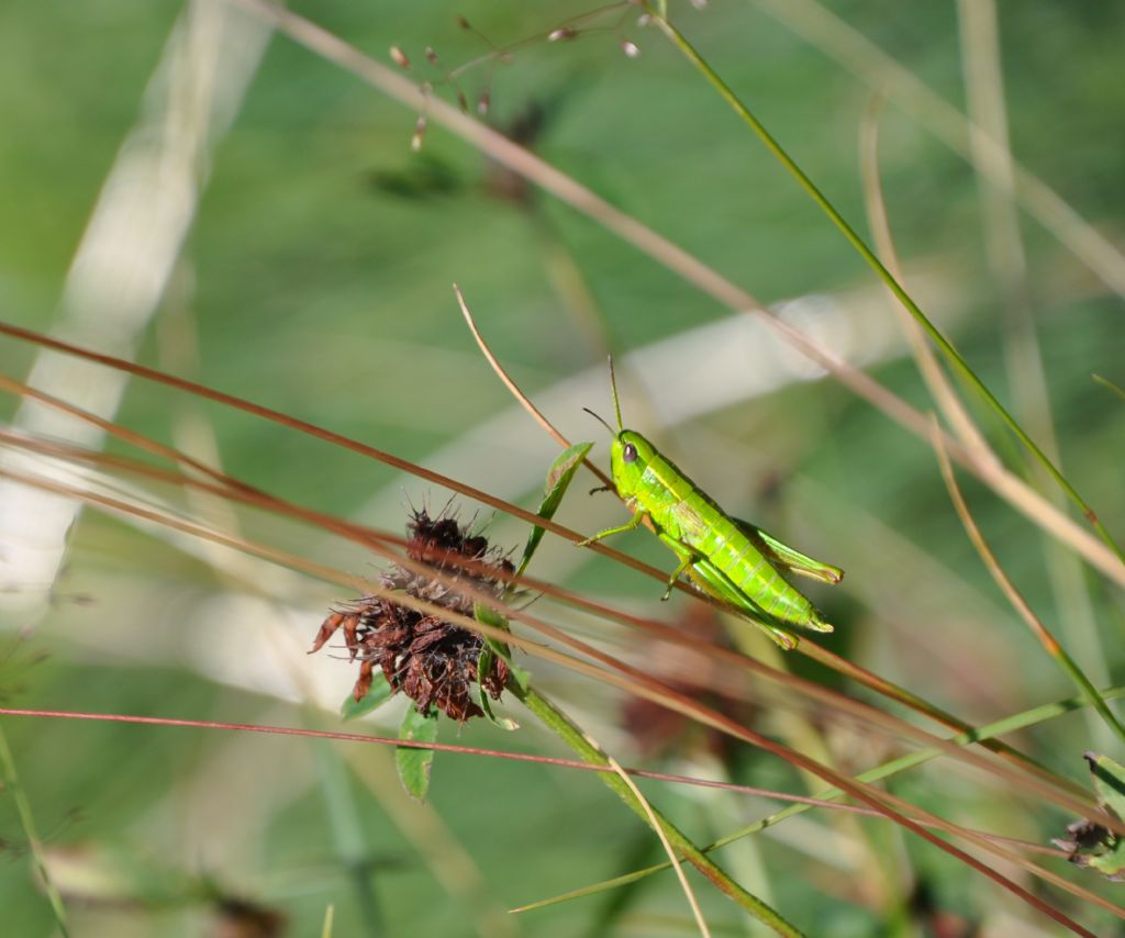 Euthystira brachyptera, femmina