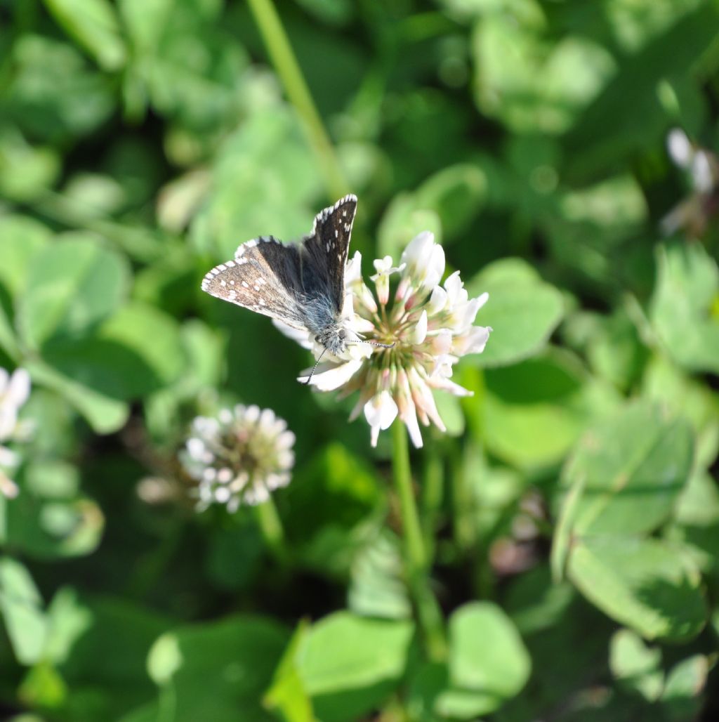 Farfalla da id: Hesperiidae sp.