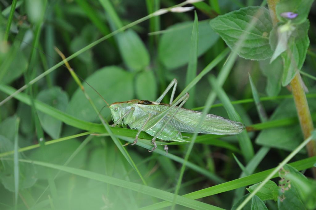 Tettigonia viridissima? S