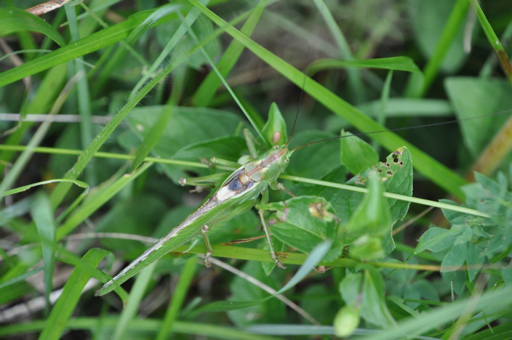 Tettigonia viridissima? S