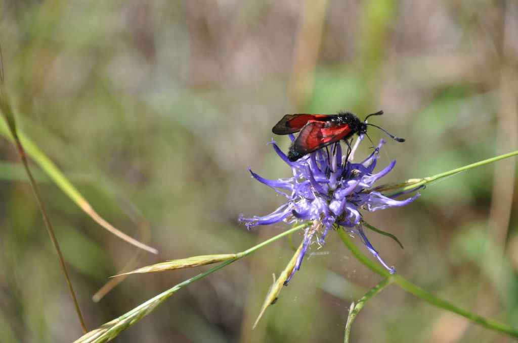 Zygaena purpuralis