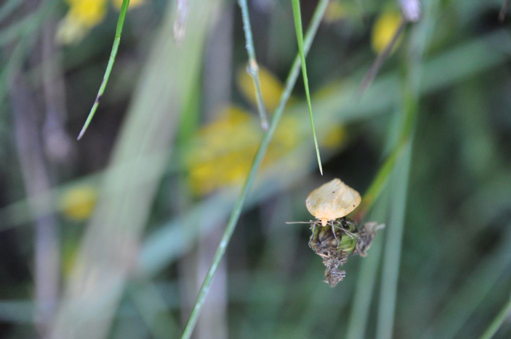 Cybosia mesomella (Erebidae Arctiinae)