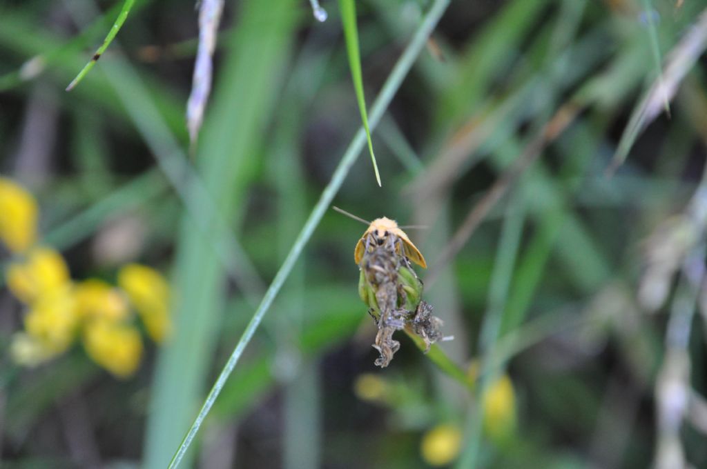 Cybosia mesomella (Erebidae Arctiinae)