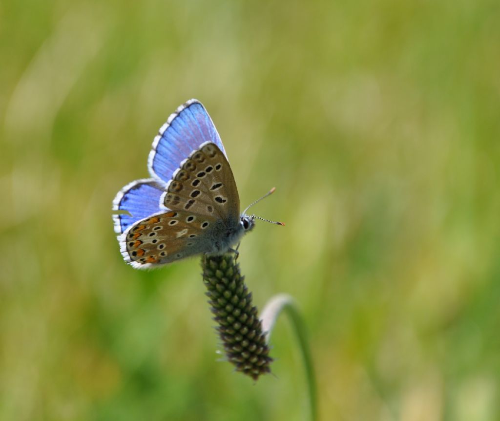 Polyommatus icarus?  No, Polyommatus bellargus