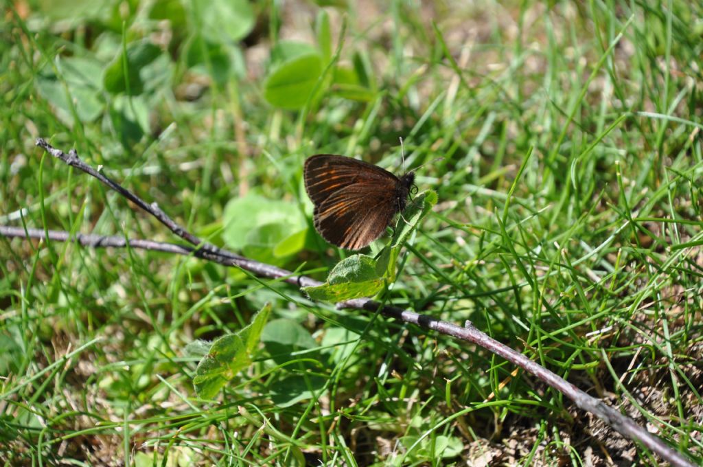 Erebia? S, Erebia cfr. albergana