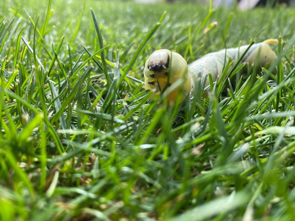 Bruco di... Acherontia atropos