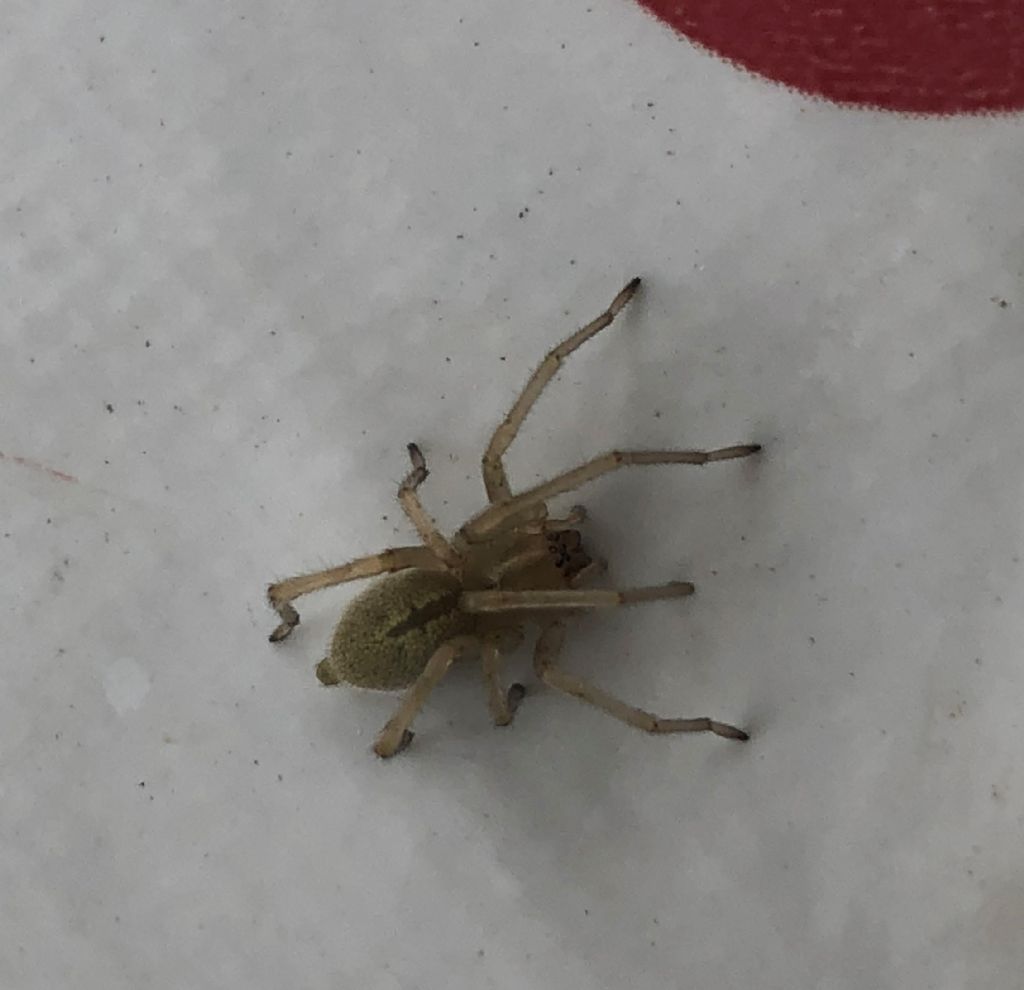Cheiracanthium sp. - Tirano (SO)