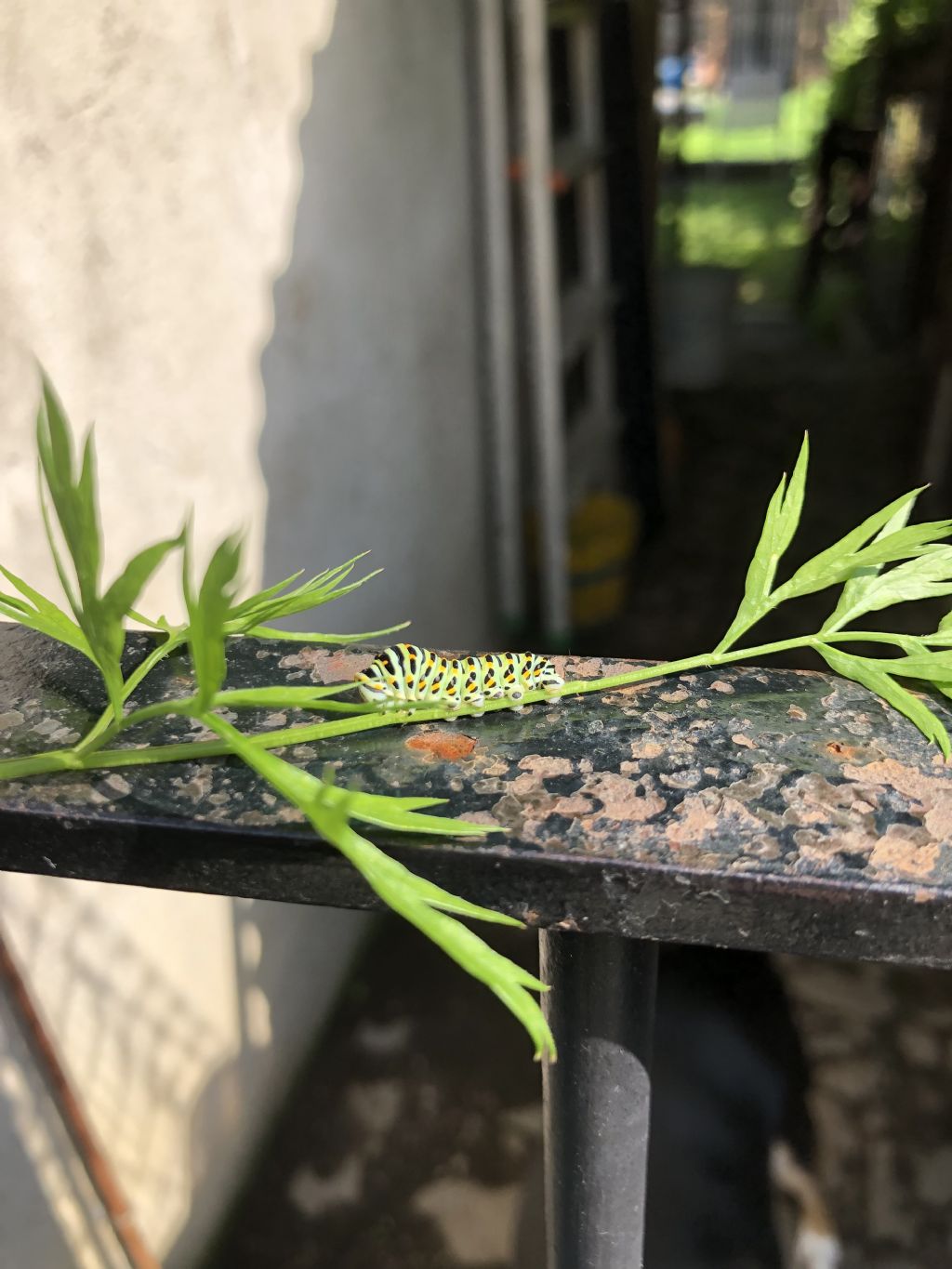 Bruco da id forse Papilio machaon?
