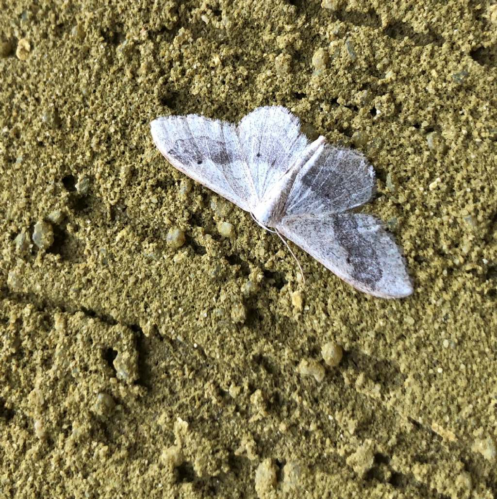 Idaea aversata - Geometridae